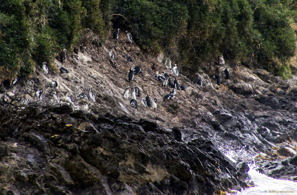 Pinguinkolonie