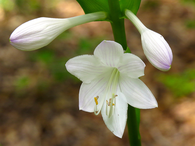 Hosta flowers