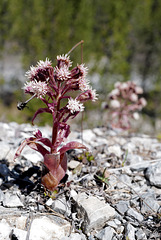 Petasites paradoxus, Asteraceae, Alpes FR