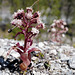 Petasites paradoxus, Asteraceae, Alpes FR