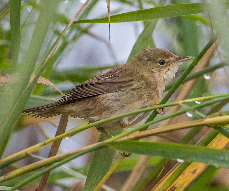 Reed warbler26