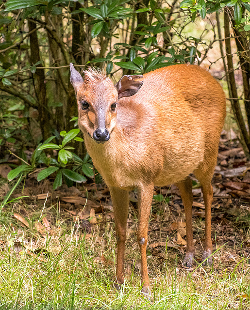 Duiker antelope