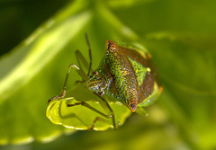 Hawthorn Shieldbug