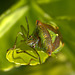 Hawthorn Shieldbug