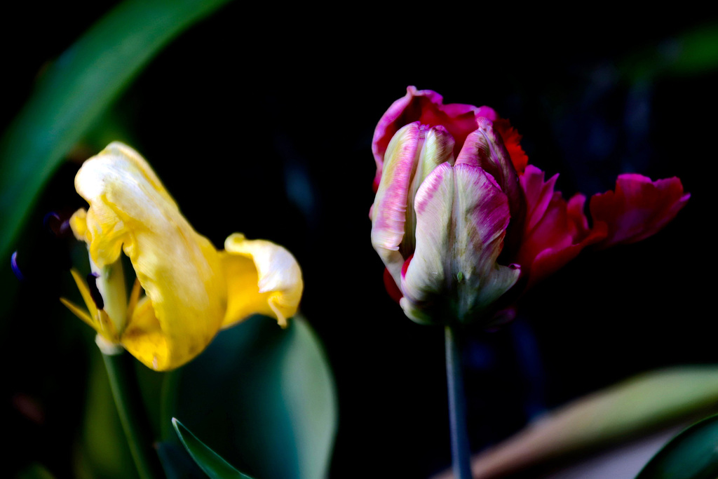 Mes dernières tulipes