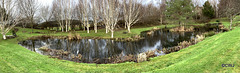 The pond is my giant mirror