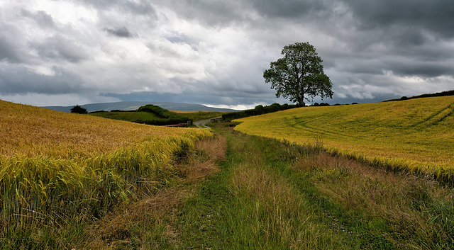 Amongst the fields of Barley