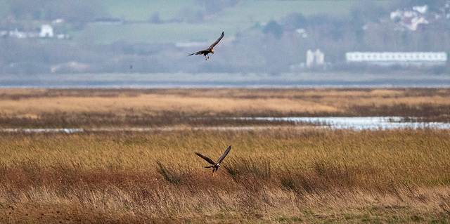 A pair of marsh harriers