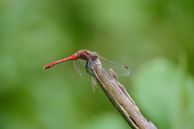 Feuerlibelle