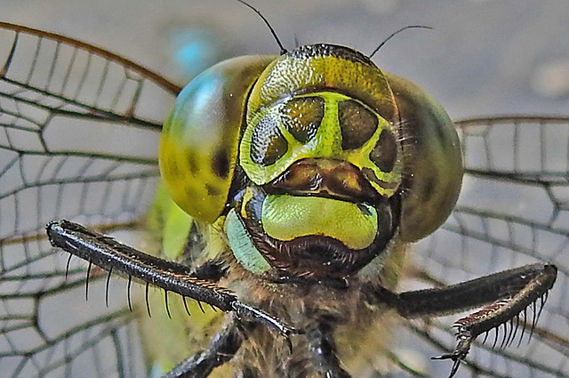 20230709 1629CPw [D~LIP] Blaugrüne Mosaikjungfer (Aeshna cyanea), Bad Salzuflen