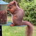 Finally remembered how to access their feeder!
