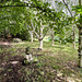 Pond Garden July 2025