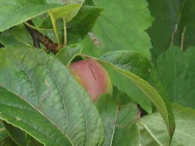 The apples are getting bigger
