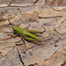 IMG 8375grasshopper