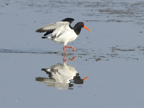 Oyster Catcher