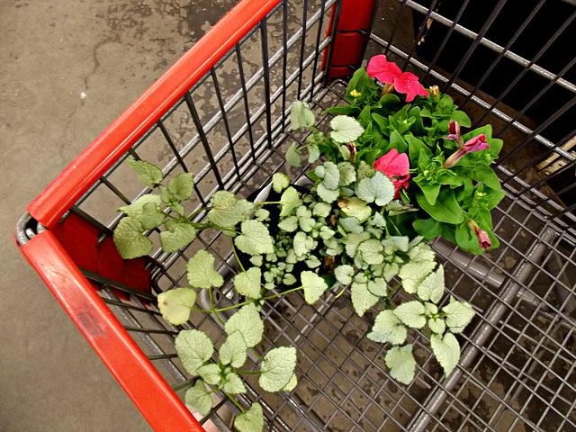 Plants, Bi-Mart