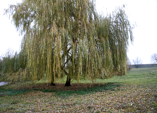 Trauerweide im Herbst