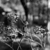 Young leaves of hydrangea