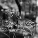 Young leaves of hydrangea