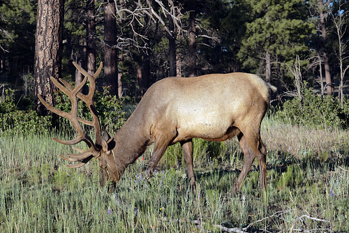 Grand Canyon, Elk