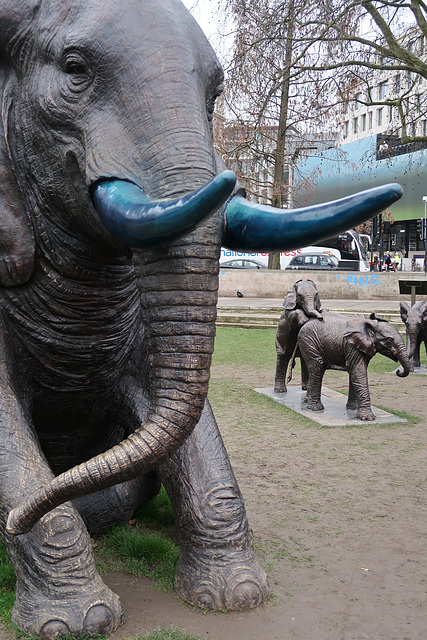 Mother Elephant and The Orphans