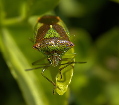 Hawthorn Shieldbug