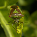 Hawthorn Shieldbug