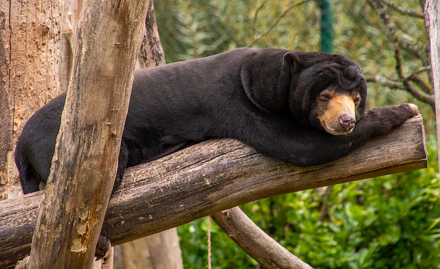 Sun bear