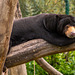 Sun bear