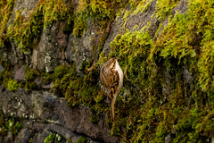 Treecreeper