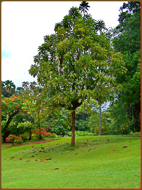 MAHE' : alcuni alberi del Botanical Park