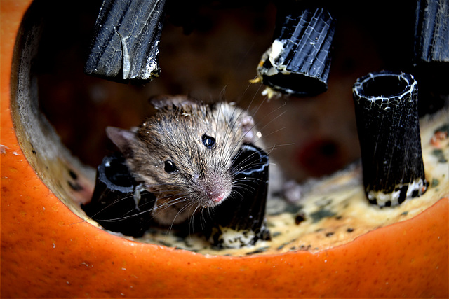 Mouse in the Halloween pumpkin!