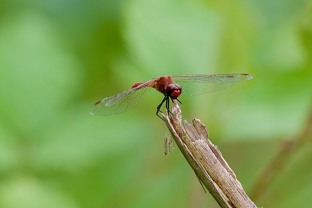 Feuerlibelle