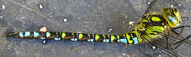 20230709 1631CPw [D~LIP] Blaugrüne Mosaikjungfer (Aeshna cyanea), Bad Salzuflen