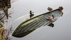 Four Mallards