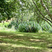 Pond Garden July 2025