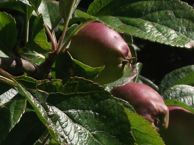 Lovely apples