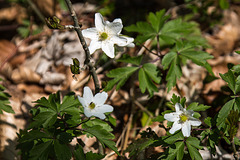 20160501 1355RVAw [D~SHG] Buschwindröschen (Anemone nemorosa), Paschenburg/Pagenburg, Rinteln, Schaumburg