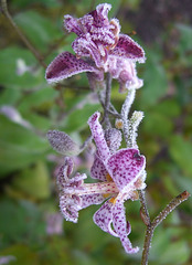 022  Frostige Kröte (Tricyrtis hirta)