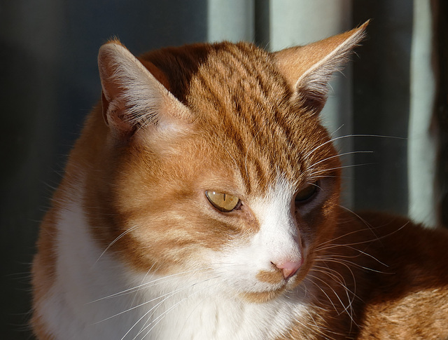 Farm cat