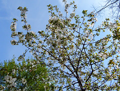 Apfelblüte am Waldrand