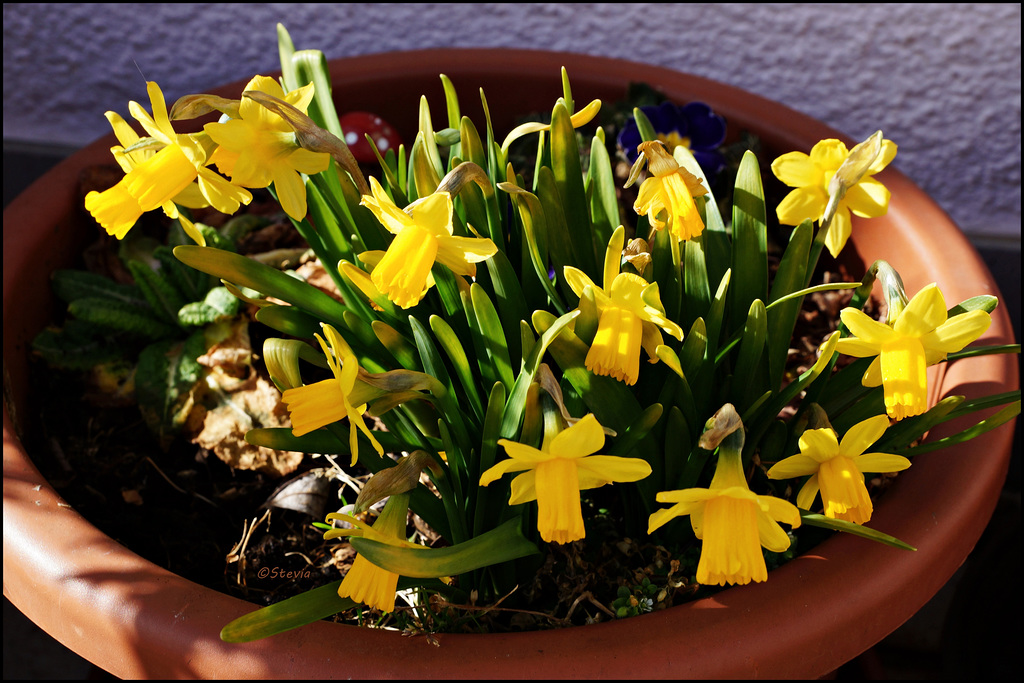 Der Frühling steht vor der Tür. Hörst du die Glöckchen läuten? ;-)