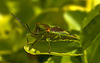 Hawthorn Shieldbug