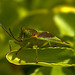 Hawthorn Shieldbug