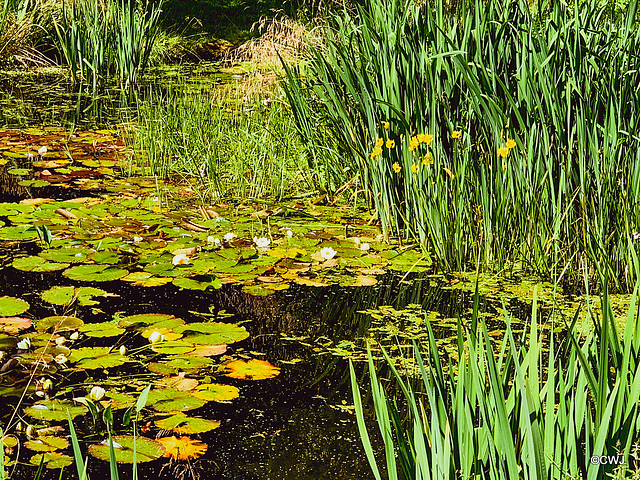 Waterlilies in bloom on the pond