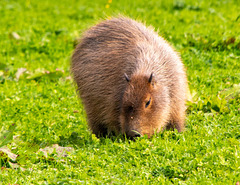 Capybara