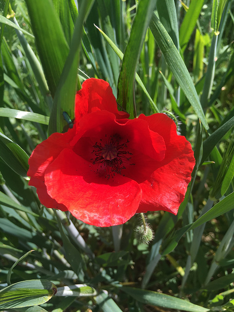 Red beauty.