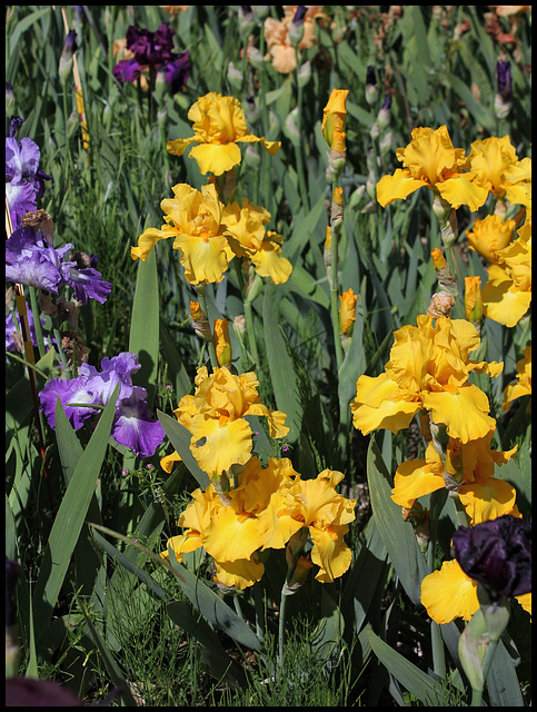 Iris Gold Galore