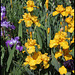 Iris Gold Galore