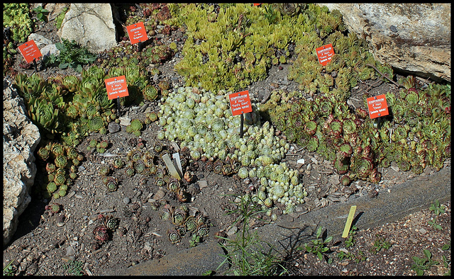 Collection des Sempervivum à identifier